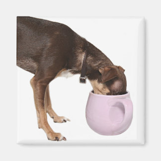 Imán interrupción del café