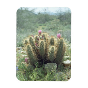 Imán Invernadero de Nevera Decorativa de Cactus
