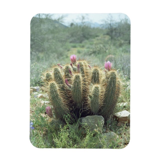 Imán Invernadero de Nevera Decorativa de Cactus (Vertical)