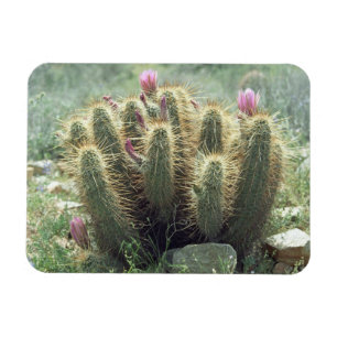Imán Invernadero de Nevera Decorativa de Cactus