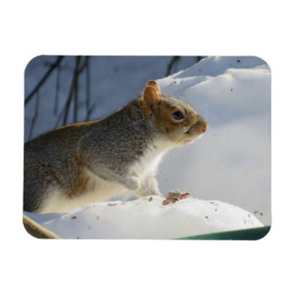 Imán Invernadero Gris Squirrel