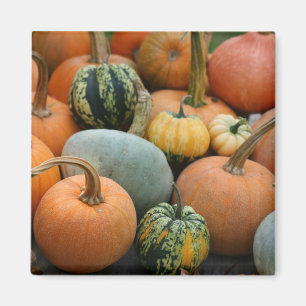 Imán Invernal Squash Magnet