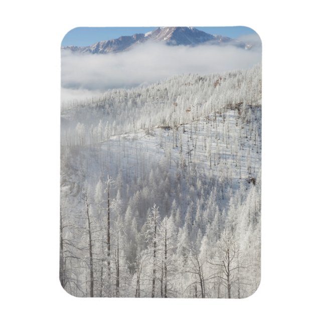 Imán Invierno en el Bosque Nacional Pike (Vertical)