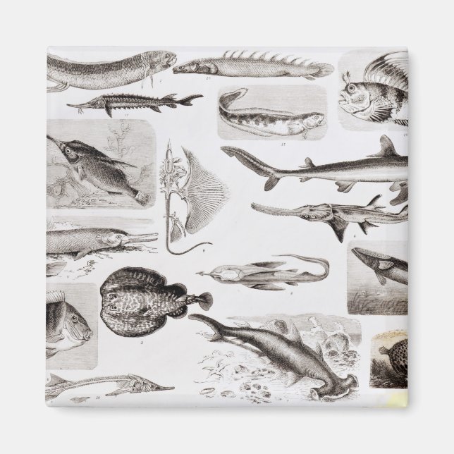 Imán Iquitiología- Elasmobranch, ganoide (Frente)