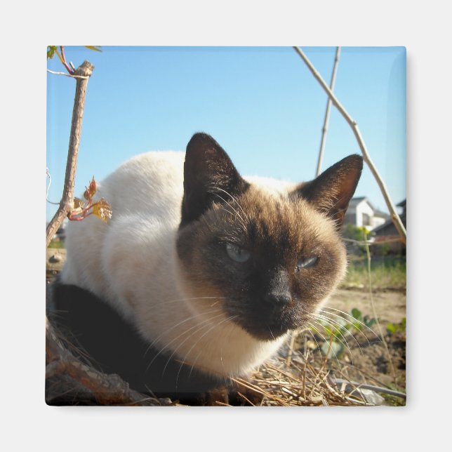 Imán Irate Kitty (Frente)