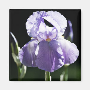 Imán Iris 8393 Púrpura