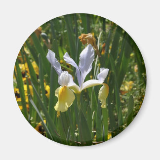 Imán iris amarillo y púrpura 12x10