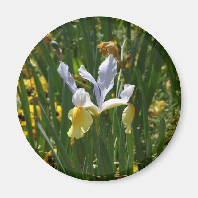 Imán iris amarillo y púrpura 12x10 (Frente)