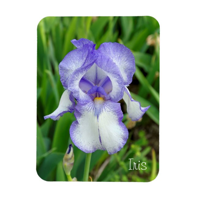 Imán Iris Azul (Vertical)