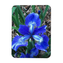 Iris azul
