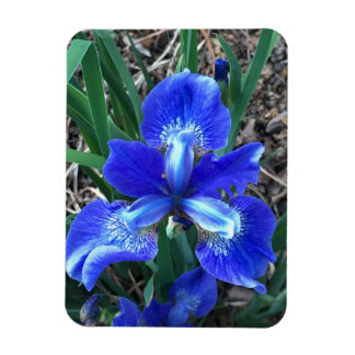 Imán Iris azul