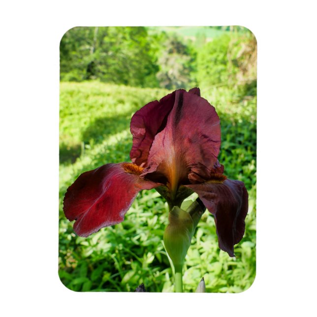 Imán Iris con barba (Vertical)