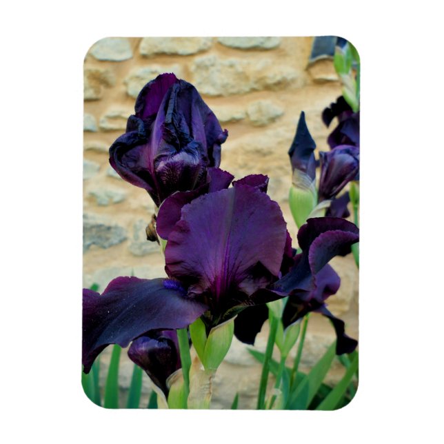 Imán Iris con barba (Vertical)
