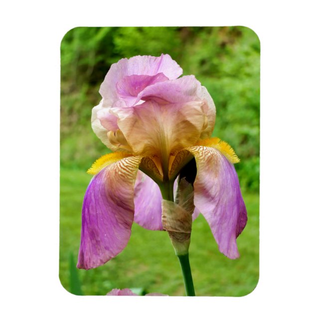 Imán Iris con barba (Vertical)