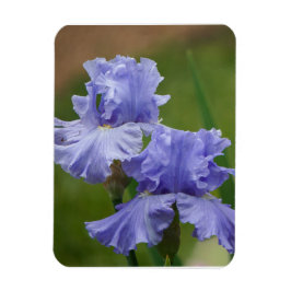 Imán Iris Delight