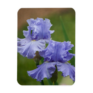 Imán Iris Delight