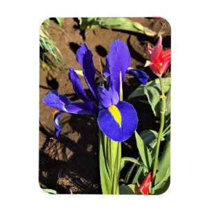 Imán Iris en un campo de tulipán, Woodburn, Oregón