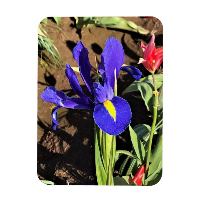Imán Iris en un campo de tulipán, Woodburn, Oregón (Vertical)