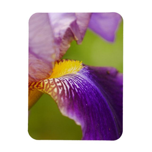 Imán Iris Flower Magnet (Vertical)
