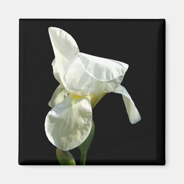 Imán Iris Flower Magnet (Frente)