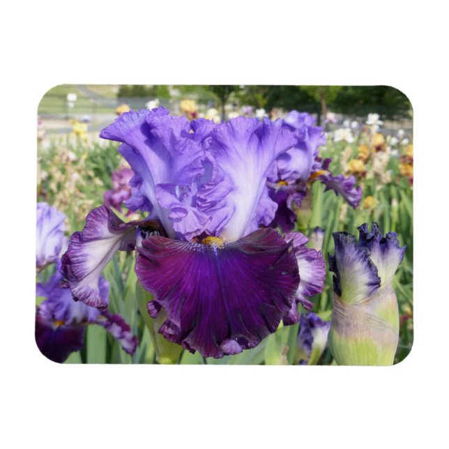 Imán IRIS FLOWER MAGNET Horizontal (Horizontal)