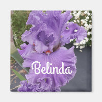 Iris Irises Flor Púrpura Lavanda Floral