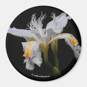 Imán Iris Japonica en el foco de atención