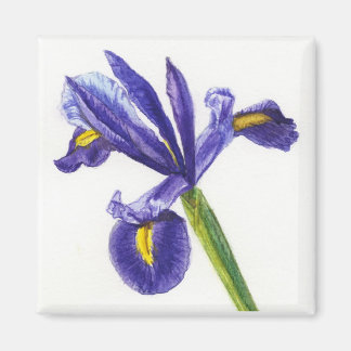 Imán Iris Magnet