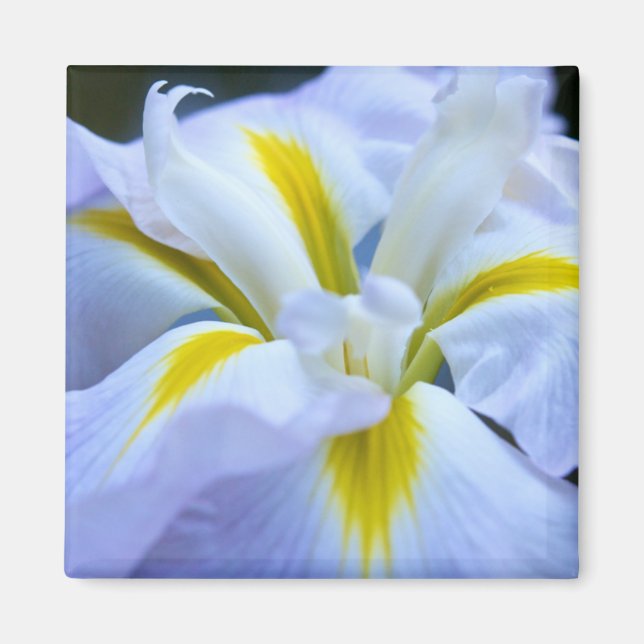 Imán Iris Magnet (Frente)