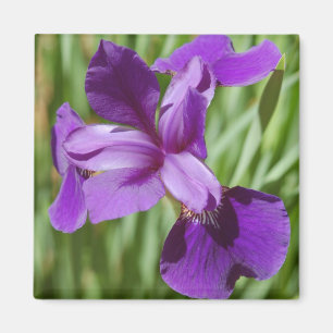 Imán Iris Magnet