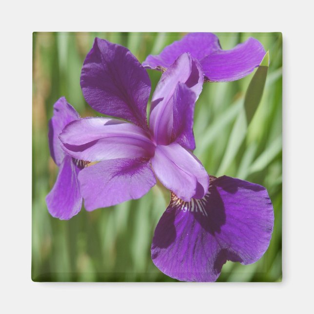 Imán Iris Magnet (Frente)