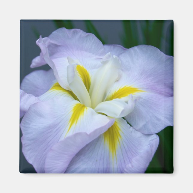 Imán Iris Magnet (Frente)