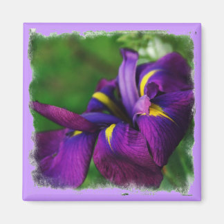 Imán Iris Magnet japonés