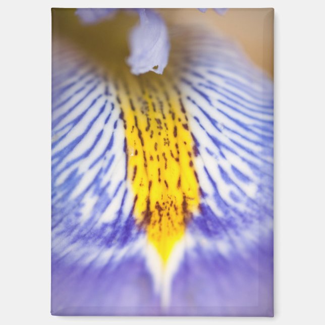 Imán Iris morado (Anverso)