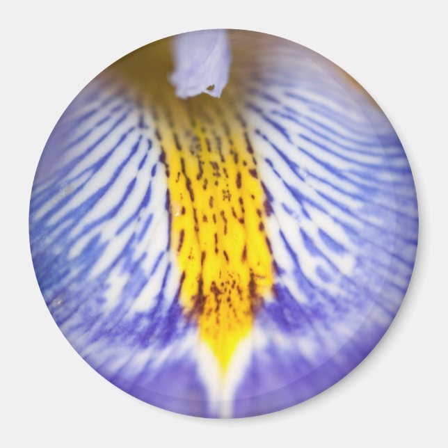 Imán Iris morado (Frente)