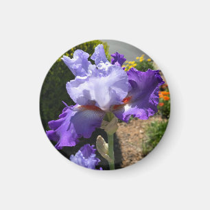 Imán Iris Purple Tall Beart