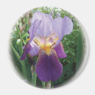 Imán Iris púrpura