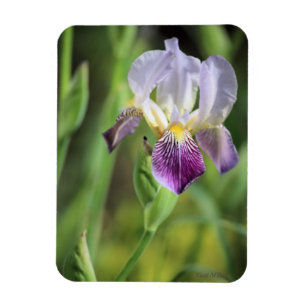 Imán Iris Púrpura Al Sol