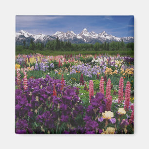 Imán Iris y Lupine Garden y Teton Range,