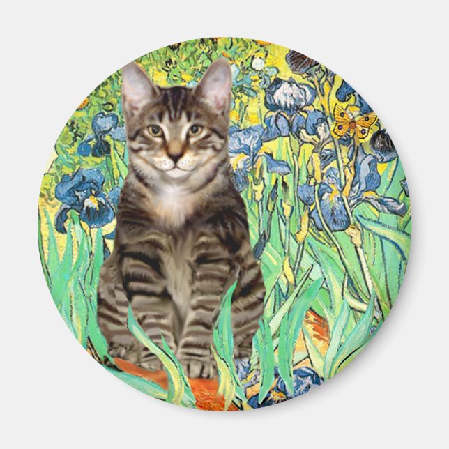 Imán Irises - gato del tigre de Tabby 30 (Frente)