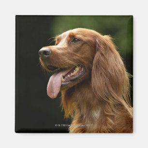 Imán Irish Setter 2