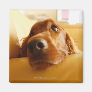 Imán Irish Setter en el sofá