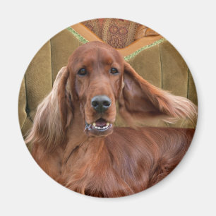 Imán Irish Setter, Sophie