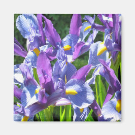 Imán Irlandeses azules y morados