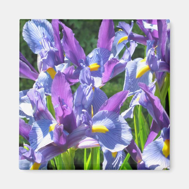 Imán Irlandeses azules y morados (Frente)