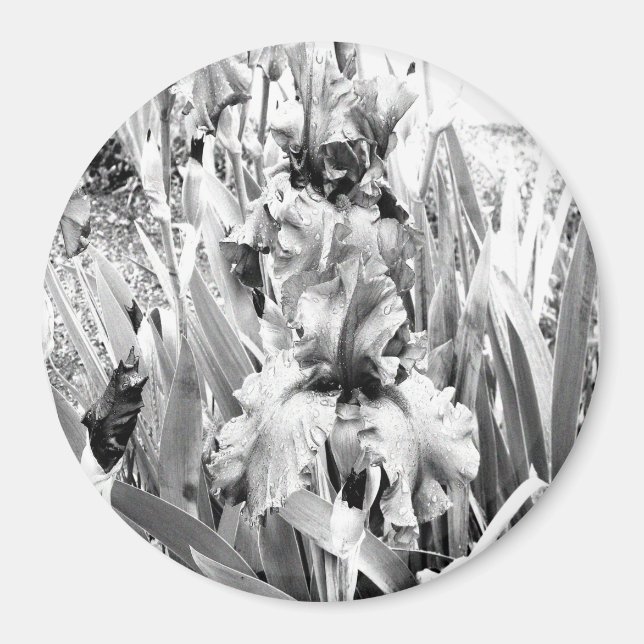 Imán Irlandeses estridentes...... (Frente)