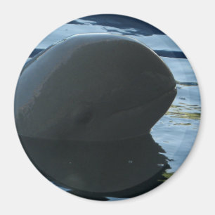 Imán Irrawaddy Dolphin Peek-A-Boo