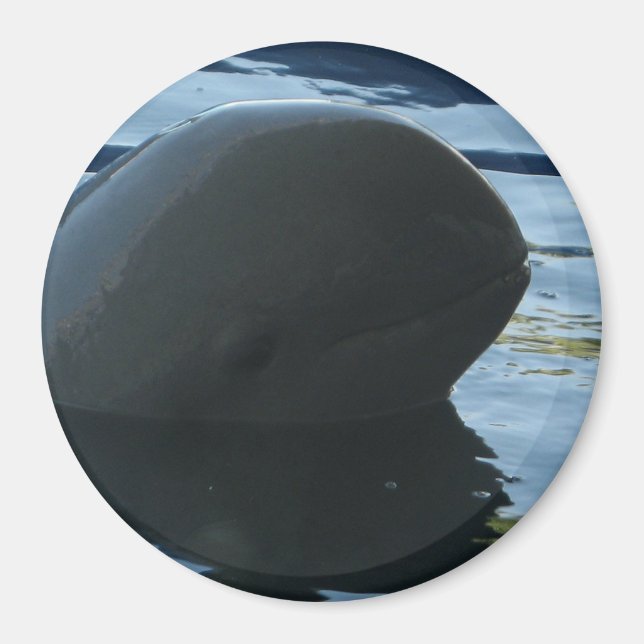 Imán Irrawaddy Dolphin Peek-A-Boo (Frente)