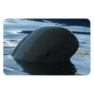 Imán Irrawaddy Dolphin Peek-A-Boo