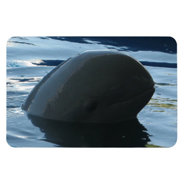 Imán Irrawaddy Dolphin Peek-A-Boo (Horizontal)